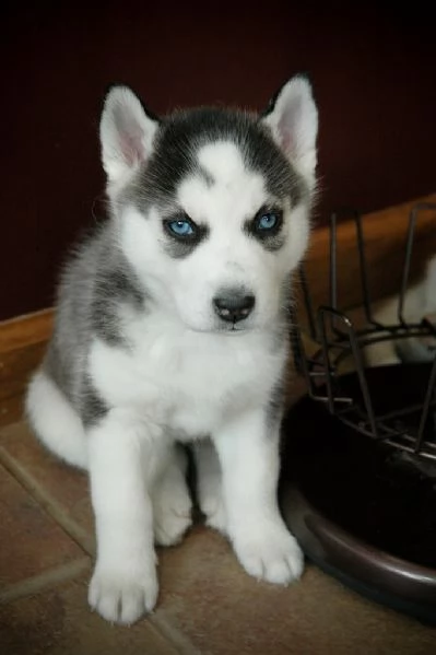 cuccioli di siberian husky cioccolato con pedigree | Foto 0