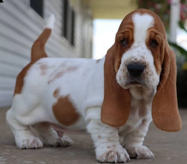 kuccioli di bassethound