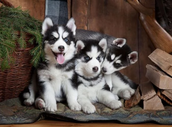 regalo cuccioli di husky siberiano  maschi e femmina.  