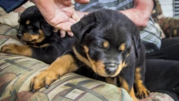 cuccioli rottweiler