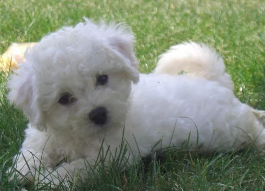 bichon maschio e femmina giocoso dolce