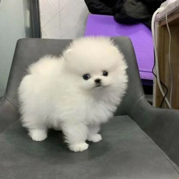 bellissimi cuccioli di volpino pomerania maschio e femmina