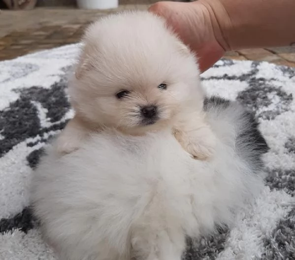 bellissimovo lpino di pomerania (nano)