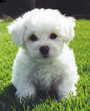  bichon maschio e femmina giocoso dolce