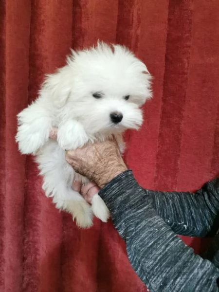 cuccioli maltesi toy | Foto 1