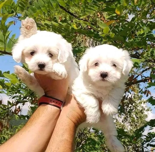  dolce cucciolo maltese in adozione gratuita