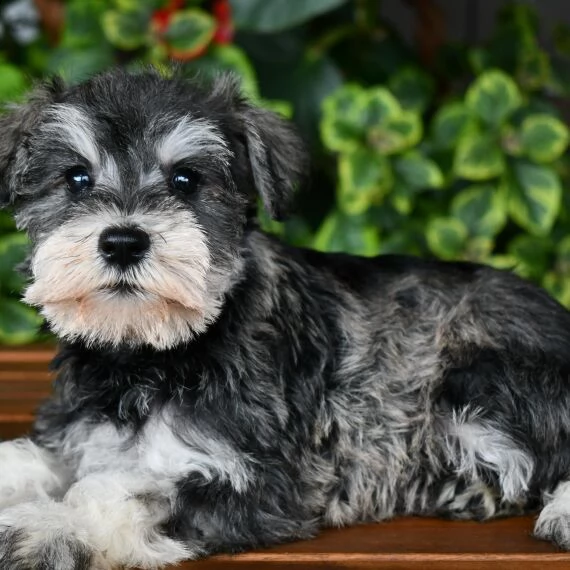 regalo cuccioli di miniature schnauzer..