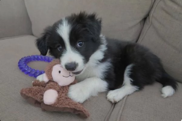  adorabili cuccioli di border collie femminucce e maschietti disponibili per l'adozione gratuita i 