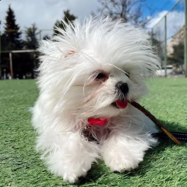 hogar de magníficos/ cachorros | Foto 4