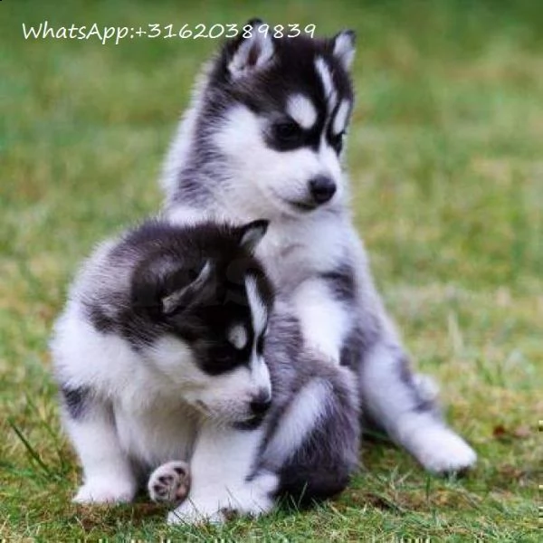 dolci cuccioli di husky siberiano whatsapp +31620389839