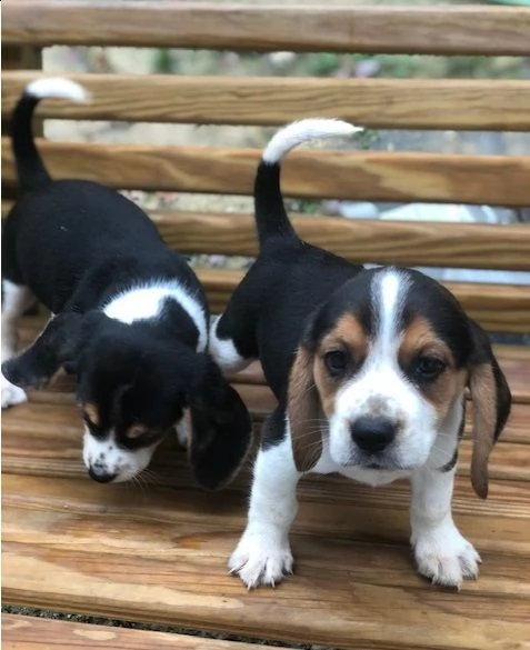 dolci cuccioli di beagle.