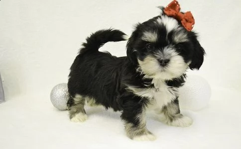 adorabile lhasa apso