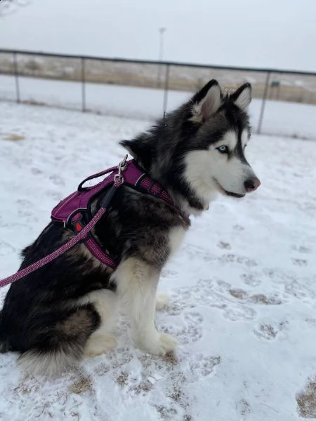 adorable alaskan malamute