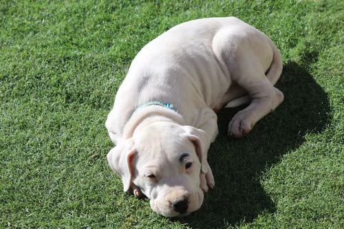 adorabili cuccioli di dogo argentino