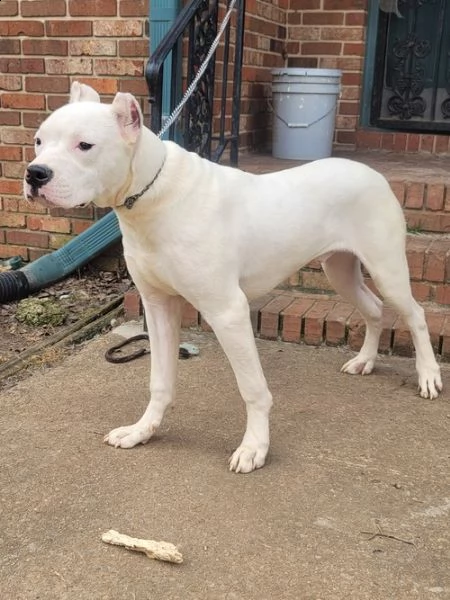 adorabili cuccioli di dogo argentino | Foto 0