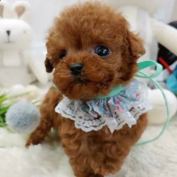 //cuccioli di tazza da tè in vendita | Foto 1