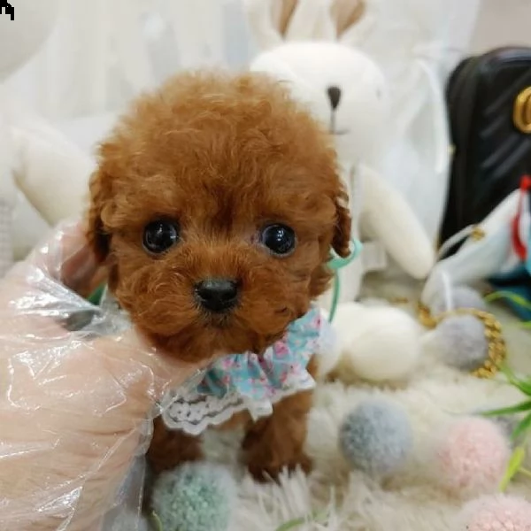 //cuccioli di tazza da tè in vendita | Foto 0