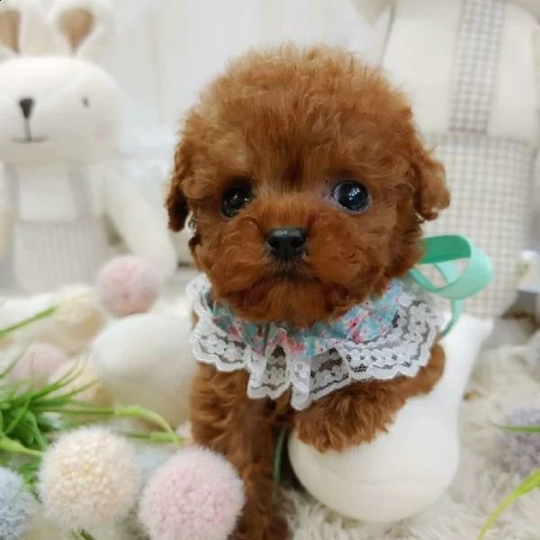 //cuccioli di tazza da tè in vendita