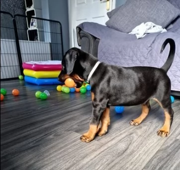 dobermann cuccioli maschi e femmine