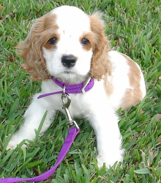 maschio e femmina adorabili cuccioli di cocker spanie inglesi