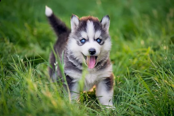 eccezionali adorabili cuccioli di husky siberiano maschio e femmina