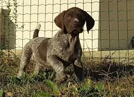 regalo tedeschi cuccioli puntatore a pelo corto disponibili bellissimi tedeschi cuccioli puntatore a