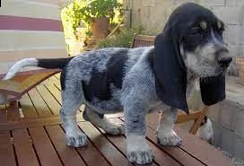 regalo cuccioli basset hound bellissimi cuccioli di basset hound di prima scelta in pronta consegna 