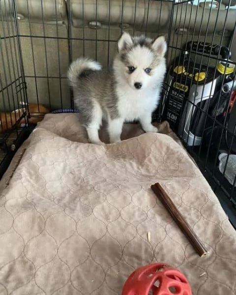 regalo pomsky cuccioli meravigliosi ! 