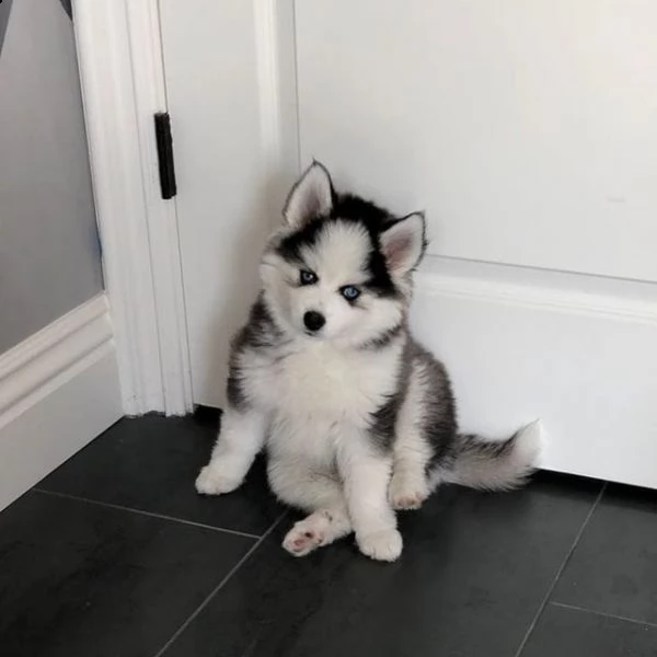 regalo cuccioli siberian husky  maschio e femmina