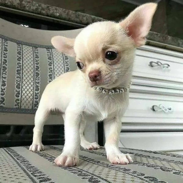 regalo chihuahua cuccioli meravigliosi ! 