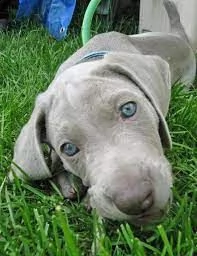 regalo cuccioli weimaraner ciao siamo un piccolo allevamento amatoriale abbiamo a disposizone degli 