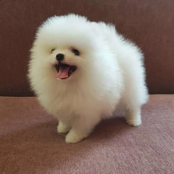 cuccioli pomerania pedigree pronti(+34631716322)