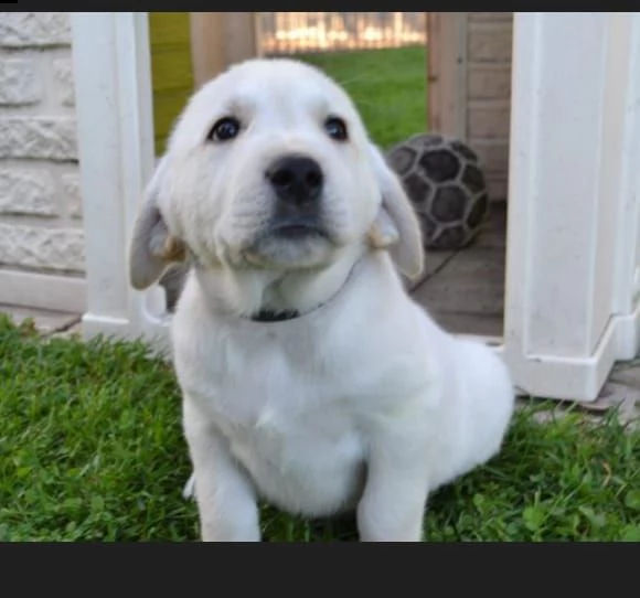 cuccioli di golden retriever