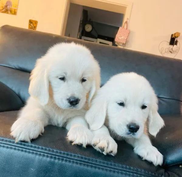 cuccioli di golden retriever