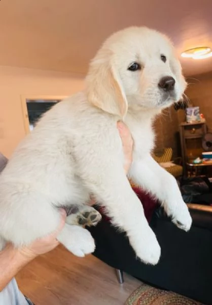 cuccioli di golden retriever | Foto 0