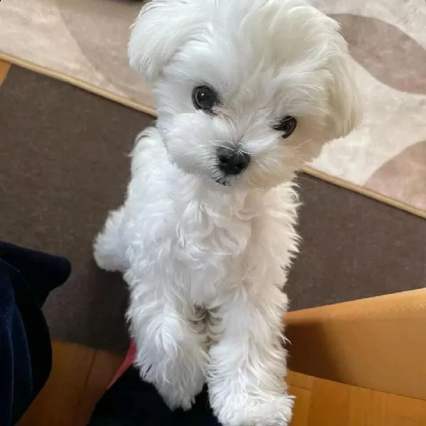 regalo maltese 