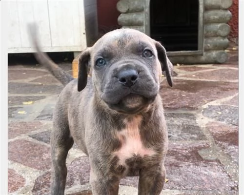  cuccioli cane corso 