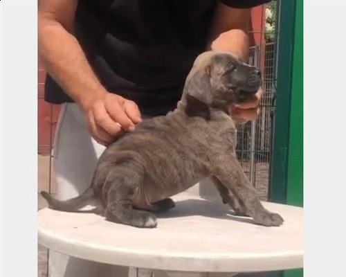  cuccioli cane corso 6