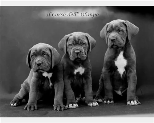  cuccioli cane corso 8