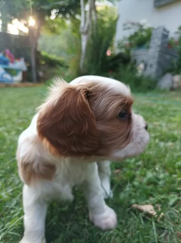 cavalier king charles spaniel | Foto 3