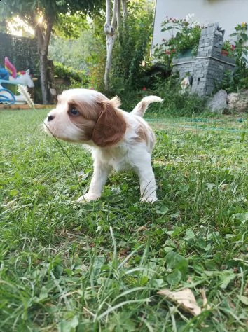 cavalier king charles spaniel | Foto 2