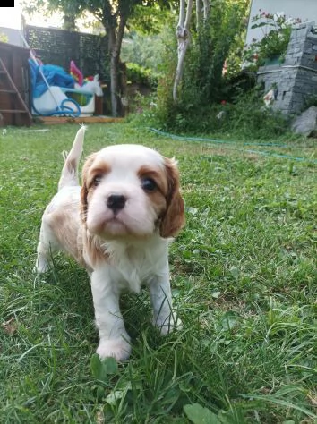 cavalier king charles spaniel | Foto 0