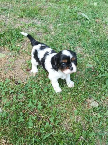 cavalier king charles spaniel