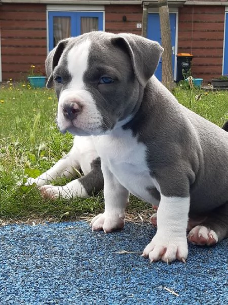 american pitbull terrier naso rosso e naso blu