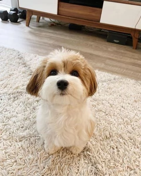 regalo havanese cuccioli meravigliosi ! 