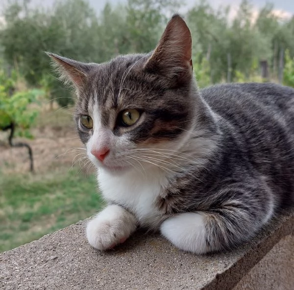 Gattino di 4 mesi in adozione 