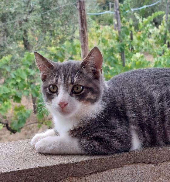 Gattino di 4 mesi in adozione  | Foto 0