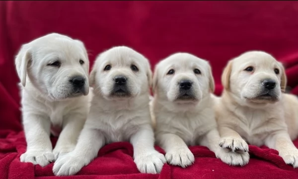 labrador retriever cuccioli per l'adozione bellissima cucciolata cerca nuova famiglia, 4 maschi e 3 