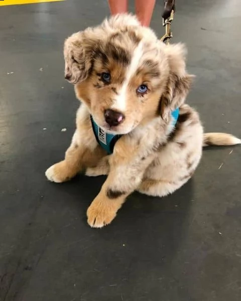 regalo adorabili cuccioli pastore australiano femminucce e maschietti