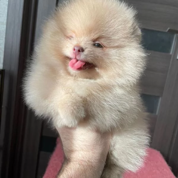 cuccioli di pomerania maschio e femmina(+34631716322)